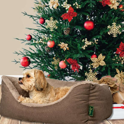 Hund kuschelt vor Weihnachtsbaum   Seite 1